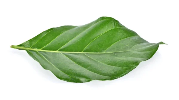 Grote morinda leaf op witte achtergrond — Stockfoto