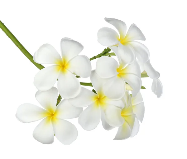 На белом заднем плане изолированы французские цветы (plumeria) — стоковое фото