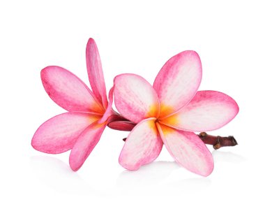 Beyaz backgro izole tropikal çiçek frangipani (plumeria)