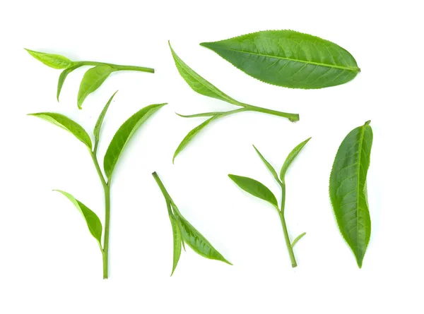 Zielony liść herbaty izolowane na białym tle.Widok z góry — Zdjęcie stockowe