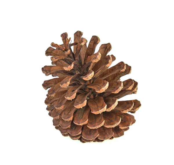 Grande jogo de cones várias árvores coníferas isoladas em costas brancas — Fotografia de Stock
