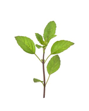 Kutsal Basil, Ocimum Tapınak beyaz arka planda izole