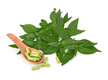 Andrographis Paniculata Kapsülleri, acıların kralı beyaz arka planda izole edildi