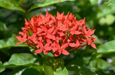 Red Ixora 'ya yakın, bahçede iğne çiçeği