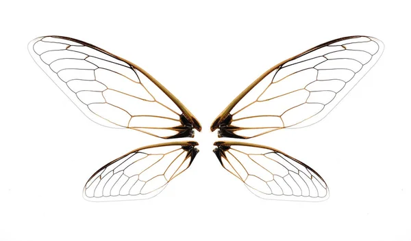 白地に隔離された昆虫セミの羽 — ストック写真