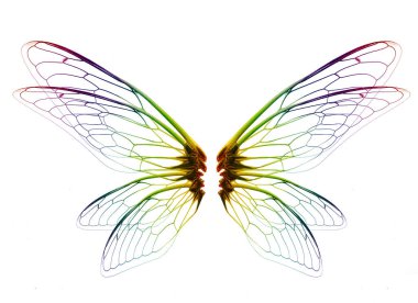 Insect cicada wing  isolated on white background clipart