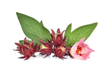 Beyaz arka planda Roselle amber çiçeği ve yeşil yaprak