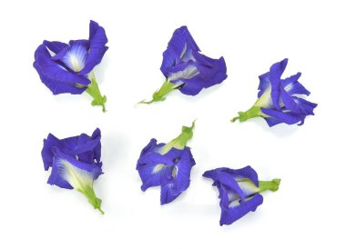 Beyaz arkaplanda kelebek ya da mavi bezelye.