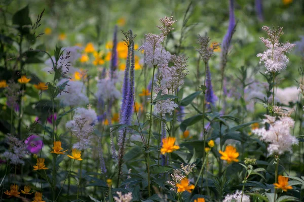Spaziergang Feld Mit Blühenden Blumen — Stockfoto