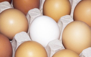 Yumurta hücreli tavuk yumurtaları, bir yumurta herkes gibi değildir.