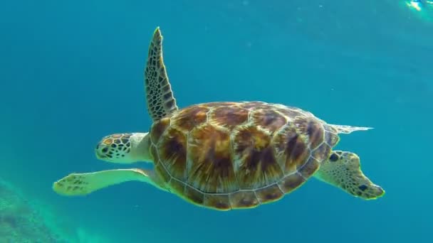Große Meeresschildkröte schwimmt seitlich und zeigt Panzer — Stockvideo