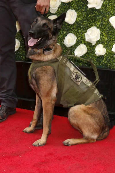 Köpek Seal Team Tv şovu, Cbs Tv stüdyoları yaz partisi Tca parti 2017