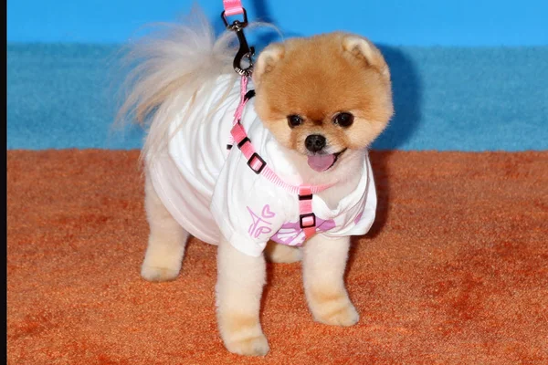 Jiffpom at the 2018 Kid's Choice Awards — Stock Photo, Image