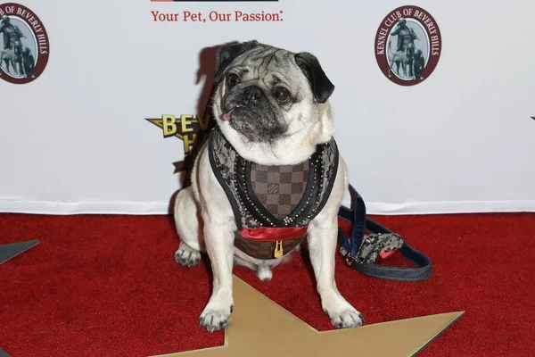 Los Angeles Feb Doug Pug Beverly Hills Dog Show Presented — Stock Photo, Image