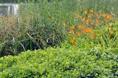 Bitkiler bir göl yakınında
