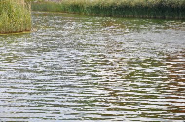 Bir yapay göl çevreleyen su bitkileri