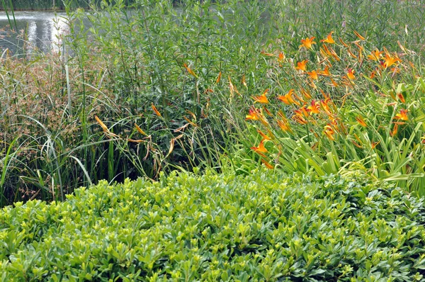 Plants near a lake — Stock Photo, Image