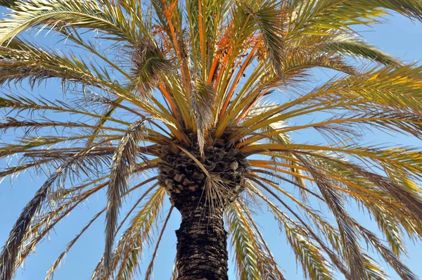 Palm tree crown — Stockfoto