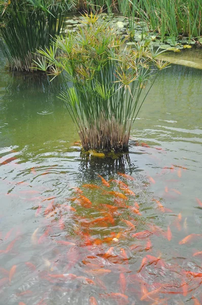 Goldfishes jíst v umělé jezero — Stock fotografie
