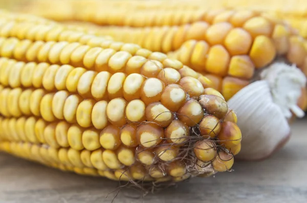 Close up od yellow corn cob. — Stock Photo, Image