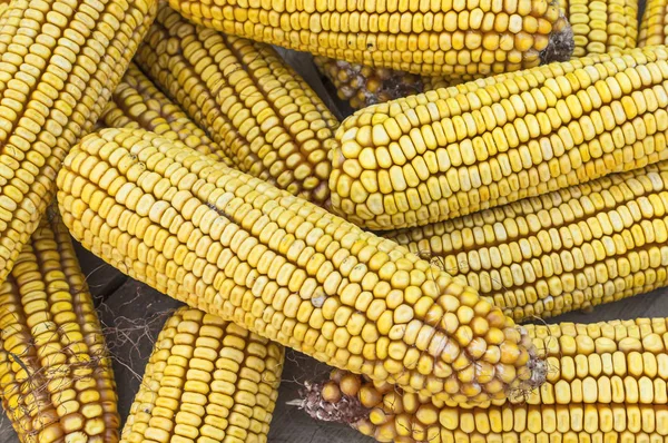 Close-up van een heleboel maïs op de grond. — Stockfoto
