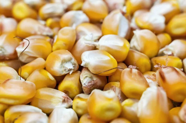 Primer plano de granos de maíz . — Foto de Stock