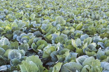 Açık bir lahana tarımı alanında yer. 