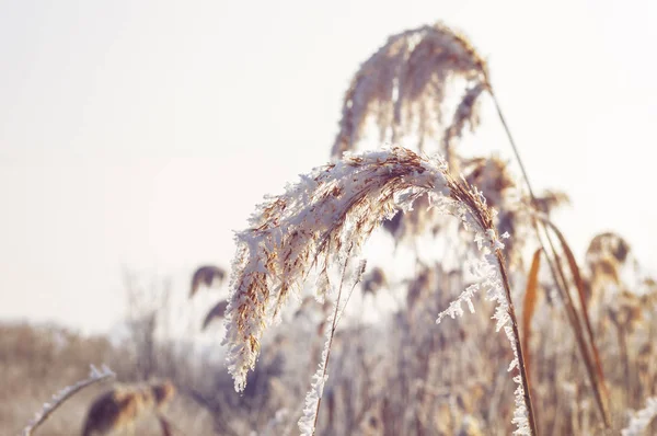 霜或雾凇覆盖的冰冻植物 — 图库照片