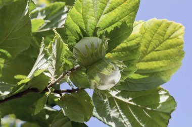 Ağaç üzerinde yeşil fındık.
