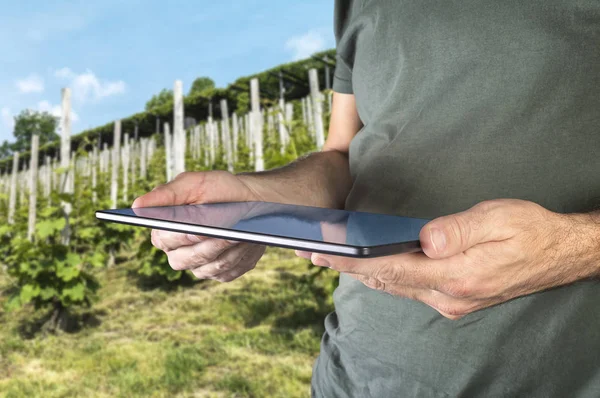Agricultor utilizando tableta digital y examinando la calidad o —  Fotos de Stock
