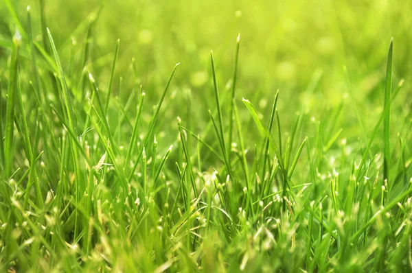 Sluiten van vers groen voorjaarsgras. — Stockfoto