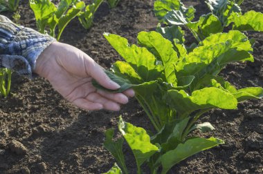 Şeker pancarı alan çiftçi eline.
