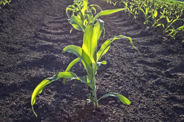 Młoda zielona kukurydza na polu rolnym wczesną wiosną. — Zdjęcie stockowe