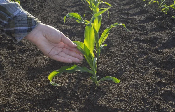 Mano de granjero en campo de maíz. Concepto agrícola . —  Fotos de Stock