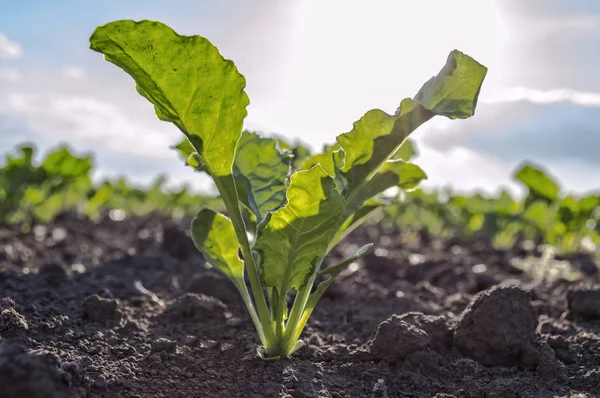 Planta joven de remolacha azucarera en campo . —  Fotos de Stock