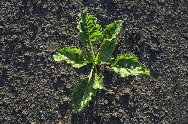 年轻的糖用甜菜植物领域. — 图库照片