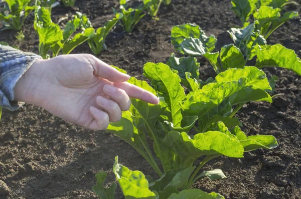 Фермерська рука в цукровому буряковому полі, селективний фокус . — стокове фото