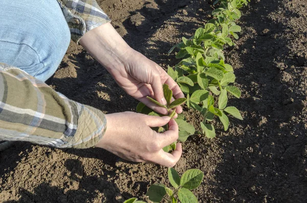 Manos de agricultora en campo de soja —  Fotos de Stock