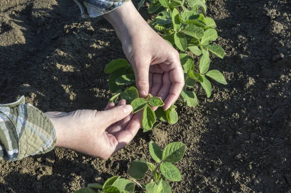 Női farmer kezek szója területén — Stock Fotó