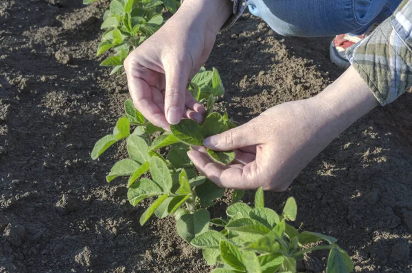 Manos de agricultora en campo de soja —  Fotos de Stock