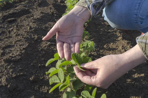 Manos de agricultora en campo de soja — Foto de Stock