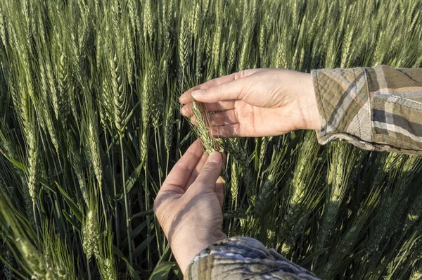 Kvinnlig hand korn i fältet jordbruks koncept. — Stockfoto