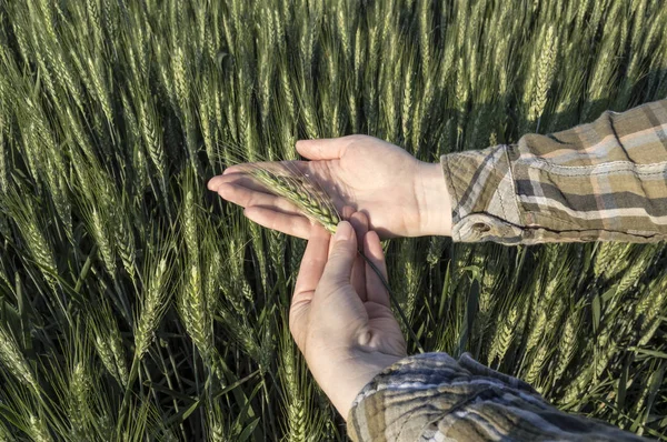 Kvinnlig hand korn i fältet jordbruks koncept. — Stockfoto