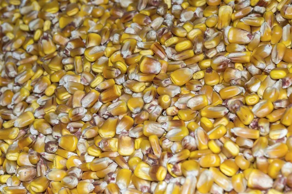 Corn seeds background — Stock Photo, Image