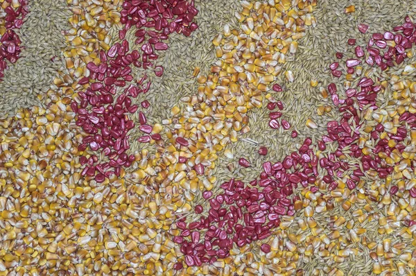 Pozadí osiva kukuřice a pšenice — Stock fotografie