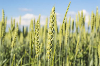 Yeşil buğday tarlası