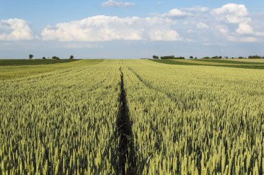 Yeşil buğday tarlası