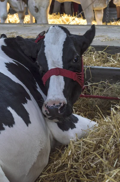 Vache dans une étable de ferme . — Photo