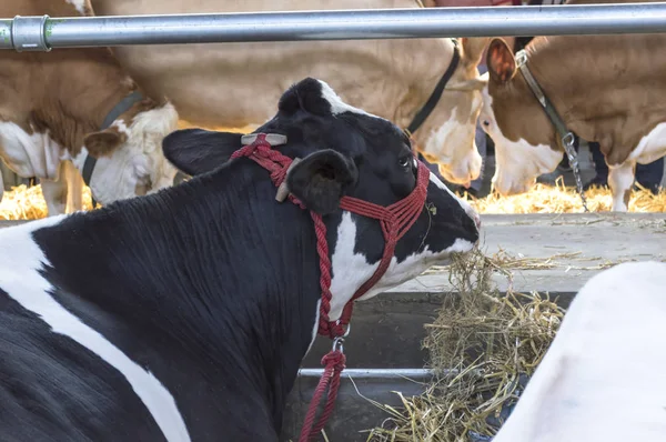 Koe in de stal van een boerderij. — Stockfoto