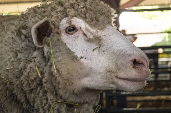 Bir çiftlik cowshed bir koyun kafa yakın çekim. — Stok fotoğraf